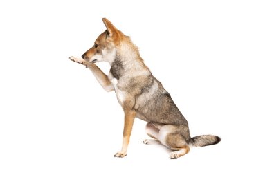 Shikoku köpeği beyaz bir arkaplanda izole edilmiş.