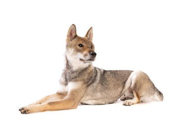 Shikoku köpeği beyaz bir arkaplanda izole edilmiş.