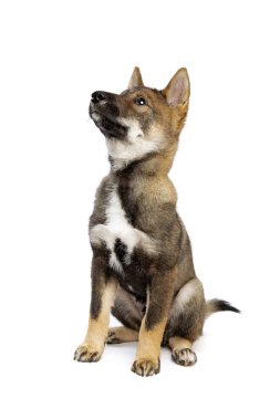 Beyaz arka planda Japon Shikoku yavru köpeği.