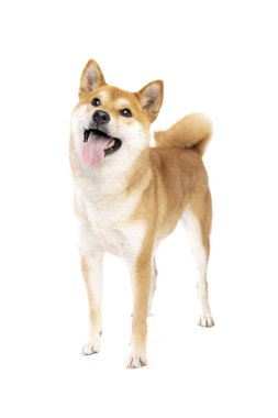 Shiba Inu Japon cinsi köpek beyaz arka planda.
