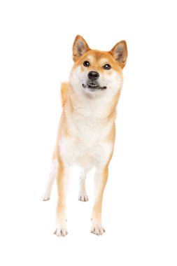 Shiba Inu Japon cinsi köpek beyaz arka planda.