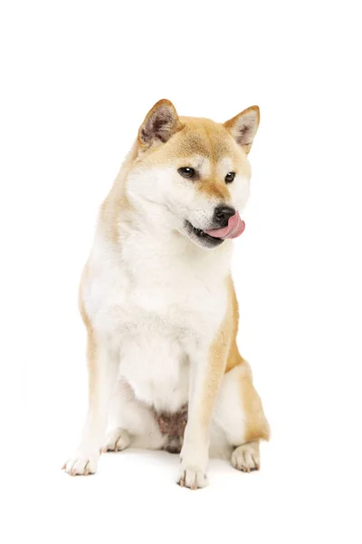 Shiba Inu Cão Raça Japonesa Frente Fundo Branco — Fotografia de Stock