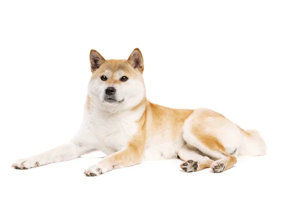Shiba Inu Japanska Rasen Hund Framför Vit Bakgrund — Stockfoto