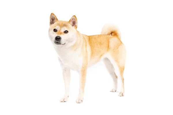 Shiba Inu Japanse Ras Hond Voorkant Van Een Witte Achtergrond — Stockfoto