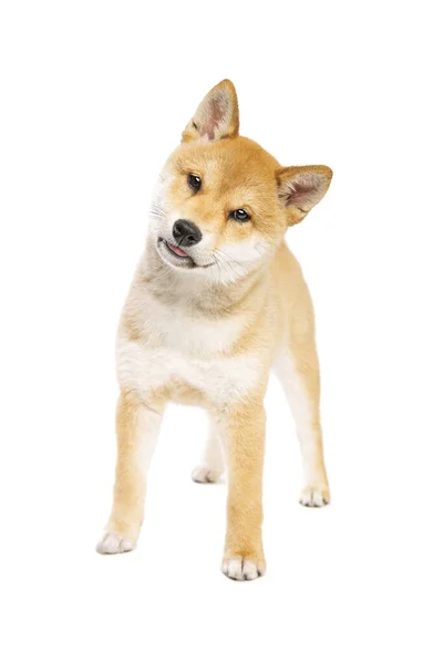 Shiba Inu Japanischer Rassehund Vor Weißem Hintergrund — Stockfoto