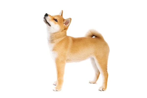 Shiba Inu Cão Raça Japonesa Frente Fundo Branco — Fotografia de Stock