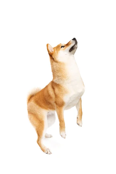 Shiba Inu Japanska Rasen Hund Framför Vit Bakgrund — Stockfoto