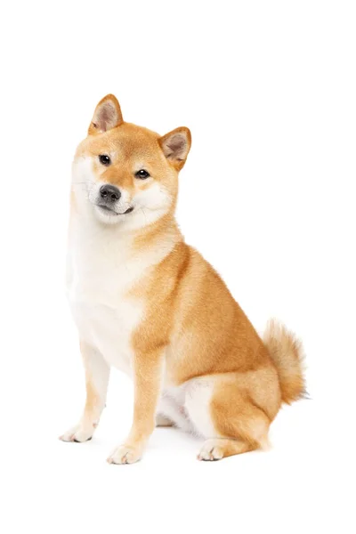 Shiba Inu Perro Raza Japonesa Delante Fondo Blanco — Foto de Stock