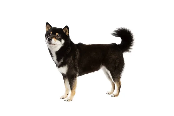 Preto Bronzeado Shiba Inu Raça Japonesa Cão Frente Fundo Branco — Fotografia de Stock