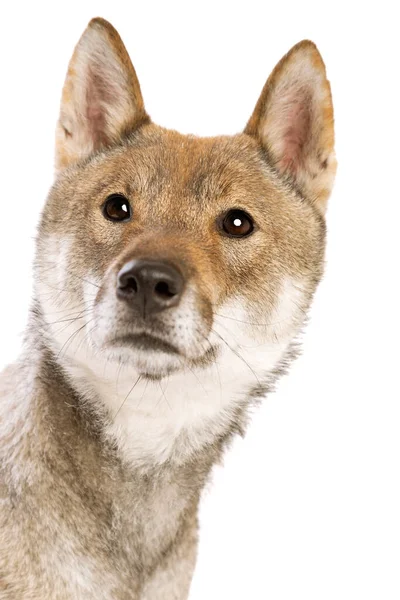 Shikoku Hond Geïsoleerd Een Witte Achtergrond — Stockfoto