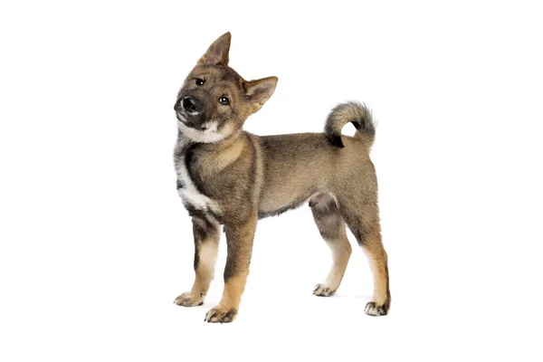 Japanska Shikoku Valp Hund Framför Vit Bakgrund — Stockfoto