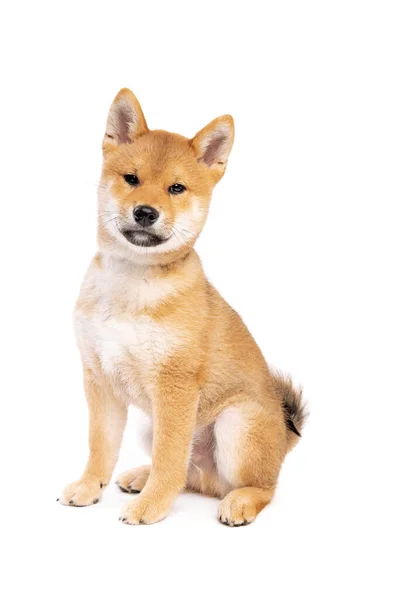 Shiba Inu Ιαπωνικό Σκυλί Φυλής Μπροστά Από Ένα Λευκό Φόντο — Φωτογραφία Αρχείου