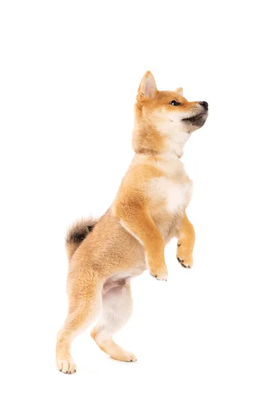 Shiba Inu Japanska Rasen Hund Framför Vit Bakgrund — Stockfoto