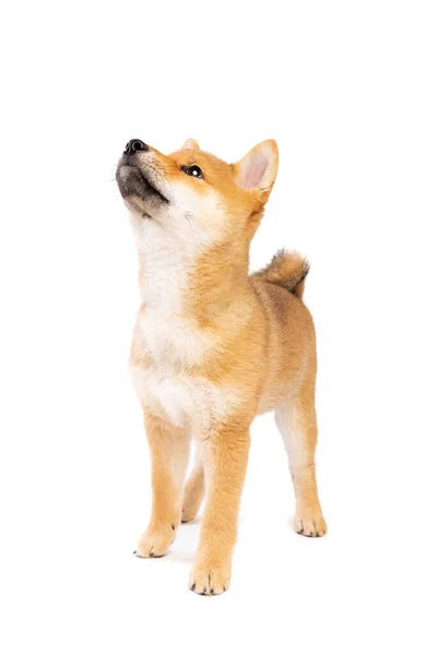 Shiba Inu Japanse Ras Hond Voorkant Van Een Witte Achtergrond — Stockfoto