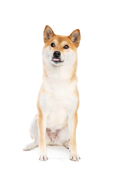 Shiba Inu Cão Raça Japonesa Frente Fundo Branco — Fotografia de Stock