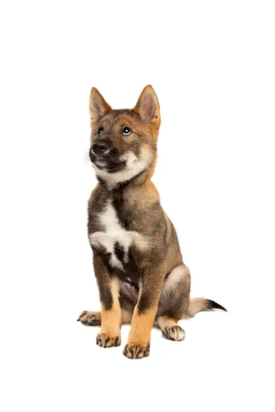 Japanska Shikoku Valp Hund Framför Vit Bakgrund Stockbild