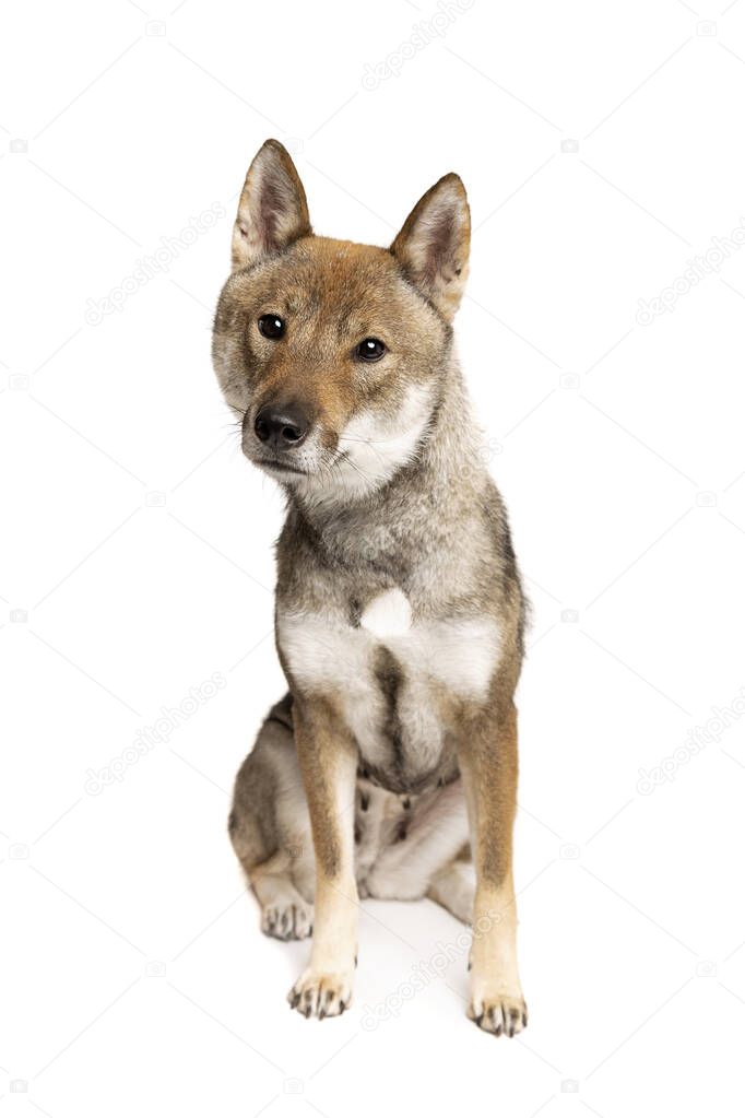 Shikoku dog isolated on a white background