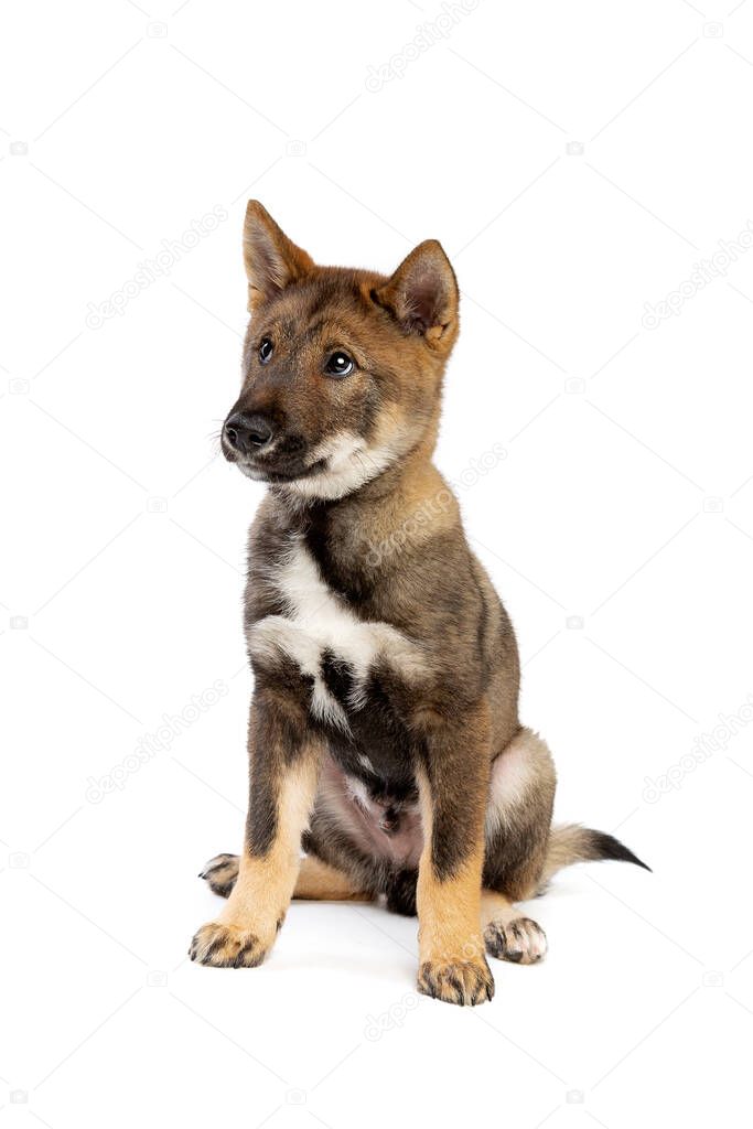 Japanese Shikoku puppy dog in front of a white background