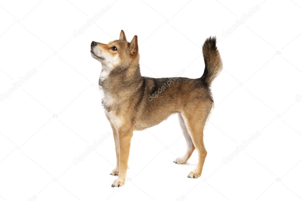 Shikoku dog isolated on a white background