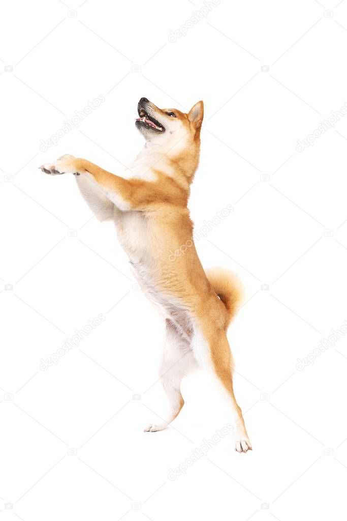 Shiba Inu Japanese breed dog in front of a white background