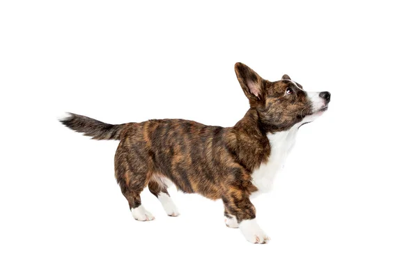 Brindle Och Vit Cardigan Walesiska Corgi Hund Framför Vit Bakgrund — Stockfoto