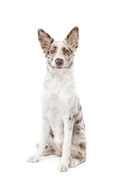 Collie Sınırı Köpeği beyaz arka planda izole edildi