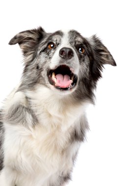 Collie Sınırı Köpeği beyaz arka planda izole edildi