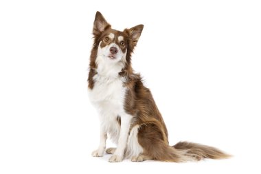 Collie Sınırı Köpeği beyaz arka planda izole edildi