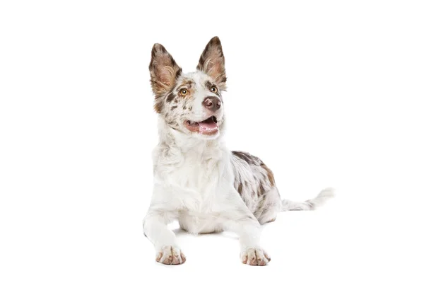 Border Collie Dog Geïsoleerd Een Witte Achtergrond — Stockfoto