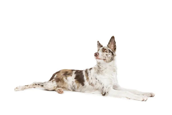 Прикордонна Колі Собака Ізольована Білому Тлі — стокове фото