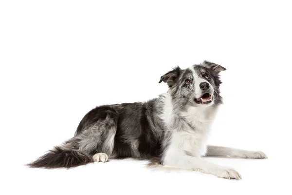 Border Collie Chien Isolé Sur Fond Blanc — Photo