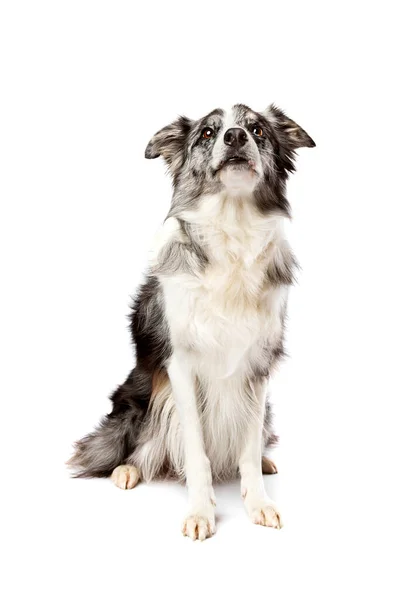 Прикордонна Колі Собака Ізольована Білому Тлі — стокове фото