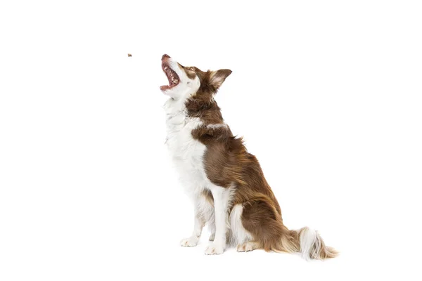 Border Collie Dog Isolated White Background — Stock Photo, Image