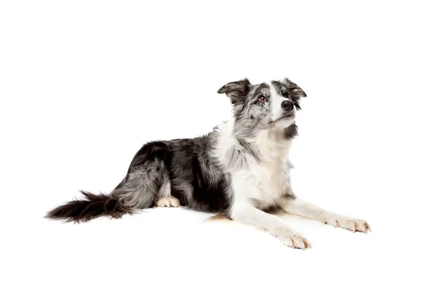 Border Collie Dog Diisolasi Pada Latar Belakang Putih — Stok Foto