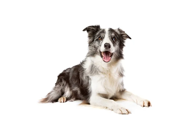 Border Collie Dog Izolowany Białym Tle — Zdjęcie stockowe