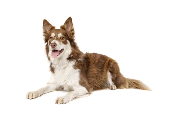白い背景に隔離されたボーダーコリー犬 — ストック写真