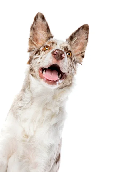 Border Collie Chien Isolé Sur Fond Blanc Images De Stock Libres De Droits