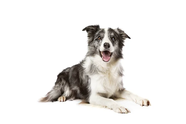 Border Collie Chien Isolé Sur Fond Blanc Images De Stock Libres De Droits