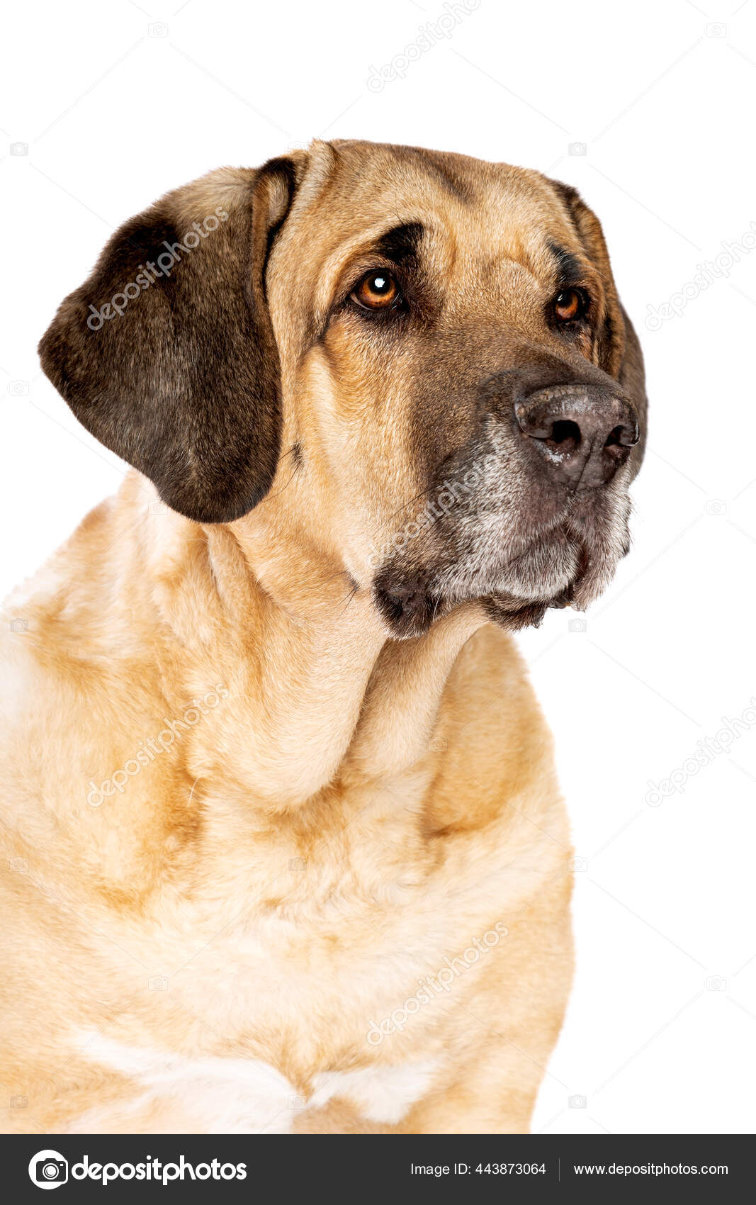 Broholmer Cão Também Chamado Mastim Dinamarquês Frente Fundo