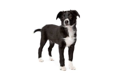 Sınır çoban köpeği beyaz bir arkaplan önünde