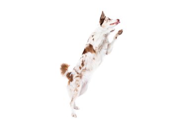 Kırmızı merle border collie dog beyaz backgrond önünde