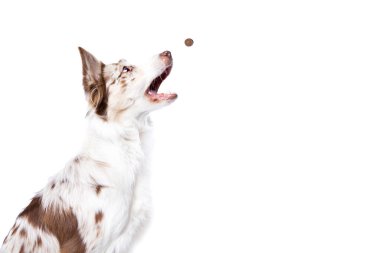 Kırmızı merle border collie dog beyaz backgrond önünde