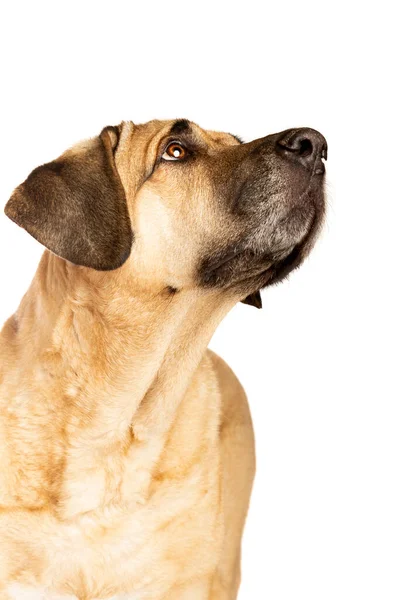 白い背景の前にデンマークのマスチフとも呼ばれるブロホルマー犬 — ストック写真