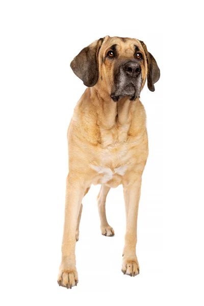 Chien Broholmer Également Appelé Mâtin Danois Devant Fond Blanc — Photo