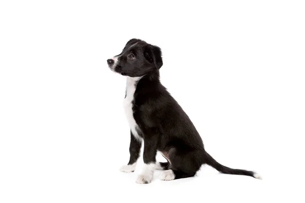 Fronteira Collie Cachorro Cão Frente Fundo Branco — Fotografia de Stock
