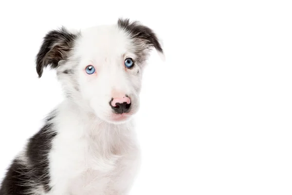 在白色背景前的边境牧羊犬 — 图库照片