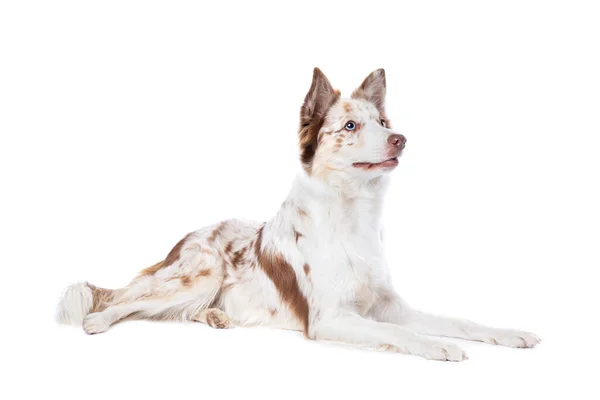 Rode Merle Border Collie Hond Voor Een Witte Backgrond — Stockfoto