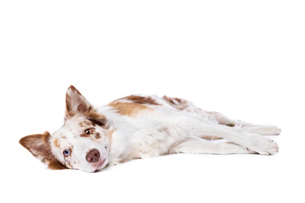 Red Merle Border Collie Dog Frente Fundo Branco — Fotografia de Stock