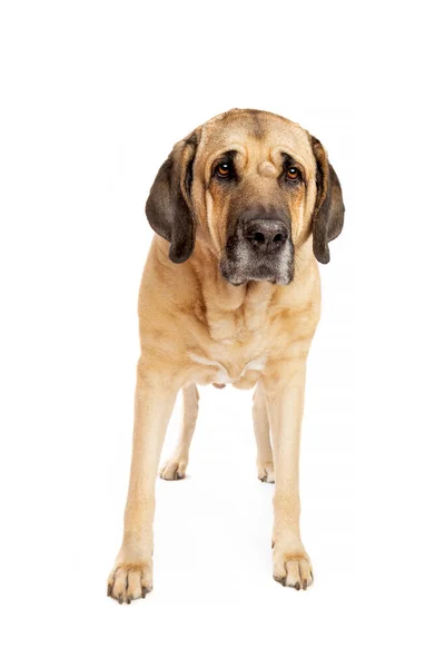 Broholmer Kutya Más Néven Dán Mastiff Előtt Egy Fehér Háttér Stock Fotó