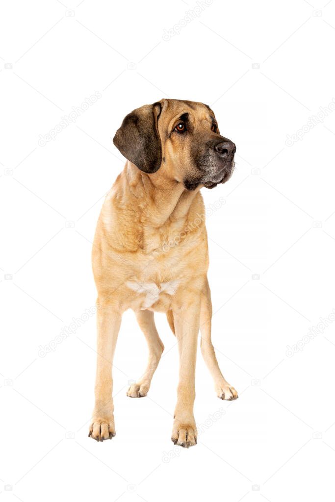 Broholmer dog, also called the Danish Mastiff, in front of a white background